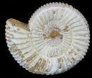 2 1/4" Perisphinctes Ammonites Fossils - Madagascar - Photo 5